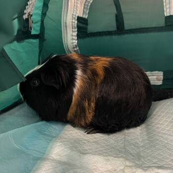 Rescue Guinea Pig Guinea Pigs for Adoption in Las Vegas, Nevada - Zoob | PetCurious